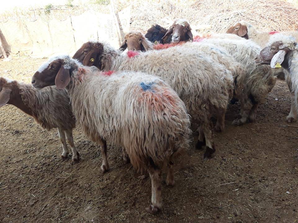 Akçakale Keçili Köyü Resimleri 3