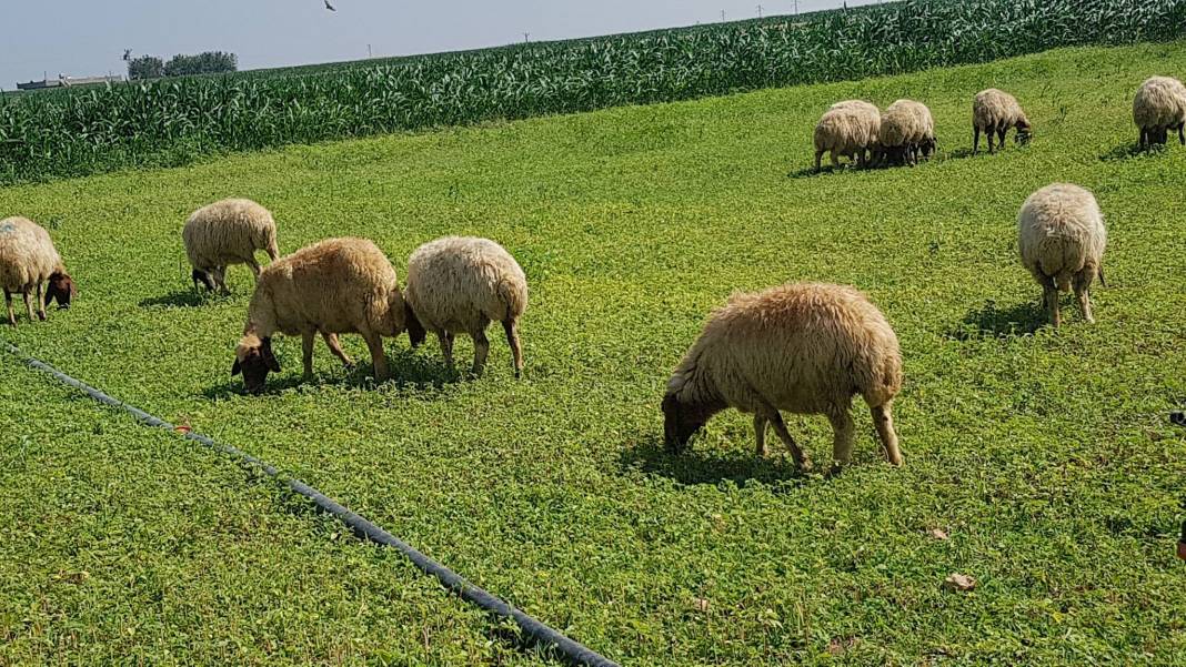 Akçakale Kılıçlı Köyü Resimleri 2