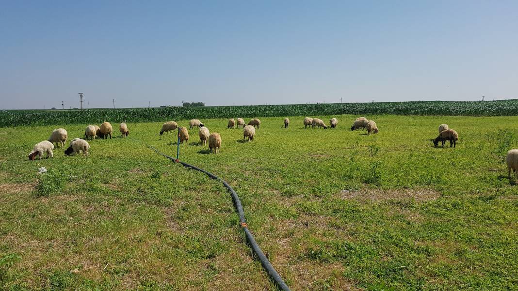Akçakale Kılıçlı Köyü Resimleri 3