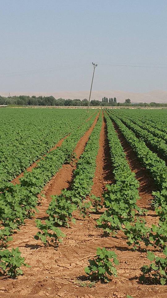 Akçakale Koruklu  Köyü Resimleri 3