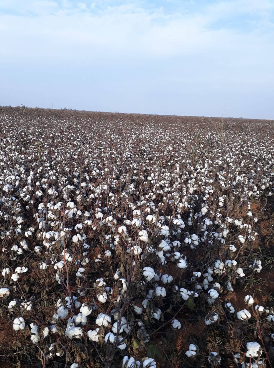 Akçakale Koruklu  Köyü Resimleri 4