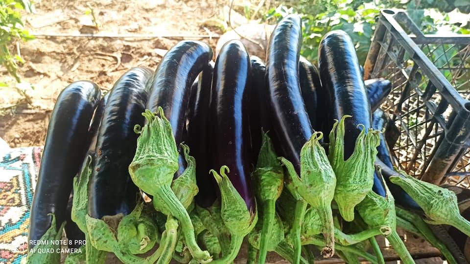 Akçakale Ohali Köyü Resimleri 3