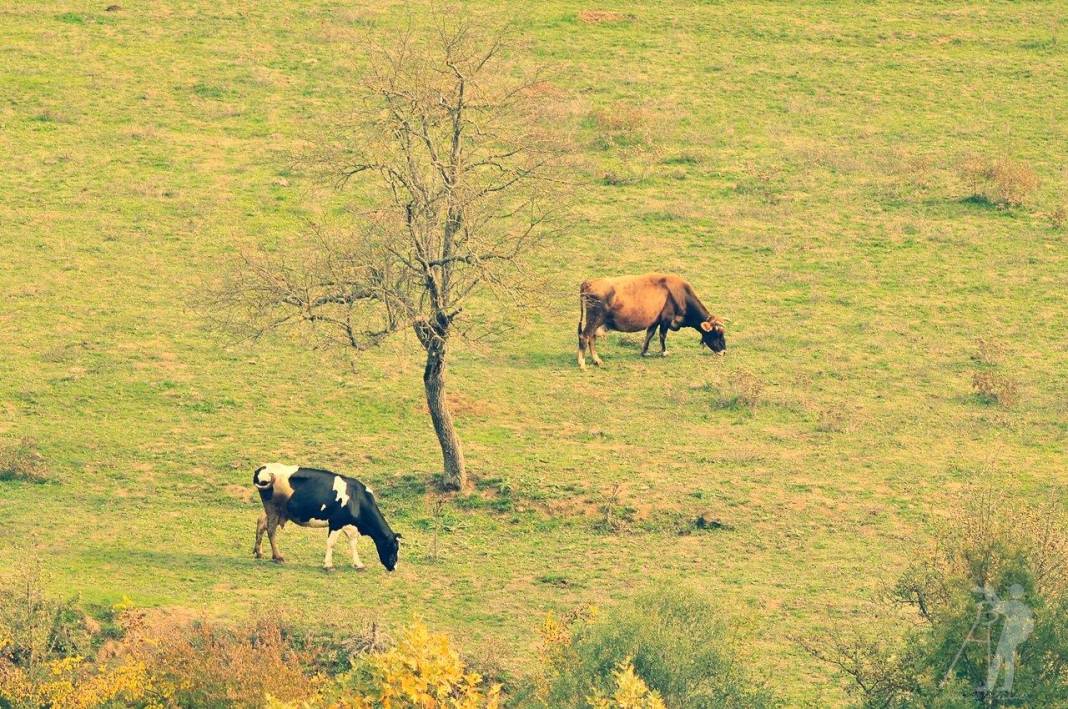 Akçakale Pekmezli Köyü Resimleri 2