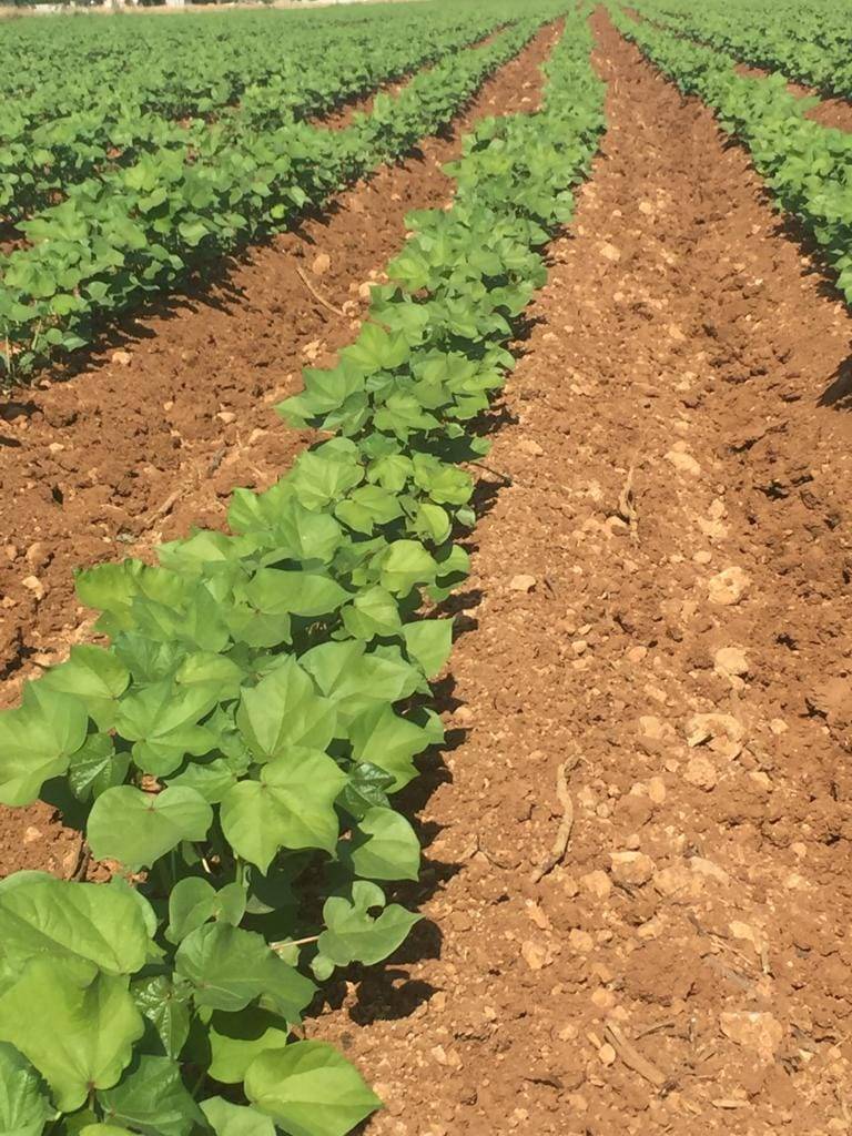 Akçakale Sınırgören Köyü Resimleri 2