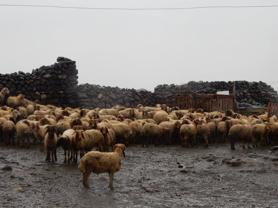 Kızıltepe Büyükayrık Köyü Resimleri 3