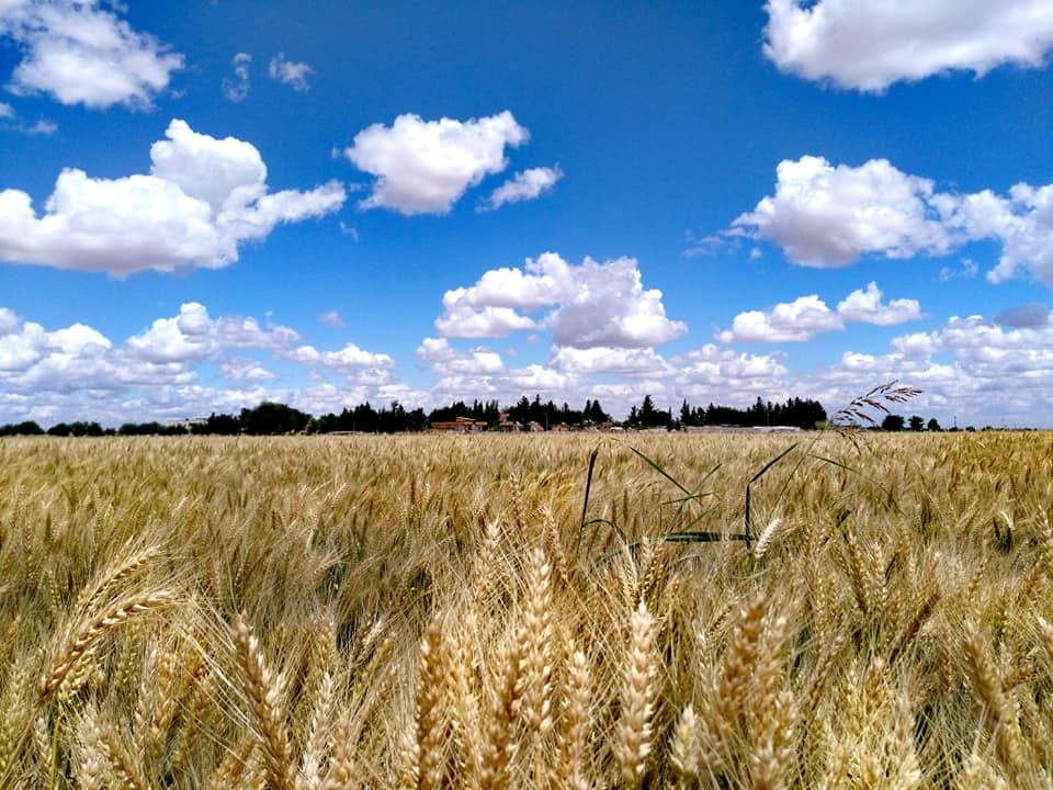 Akçakale Topçu Köyü Resimleri 2