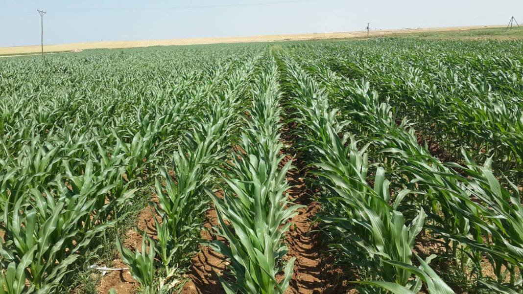 Akçakale Uğurhan Köyü Resimleri 2