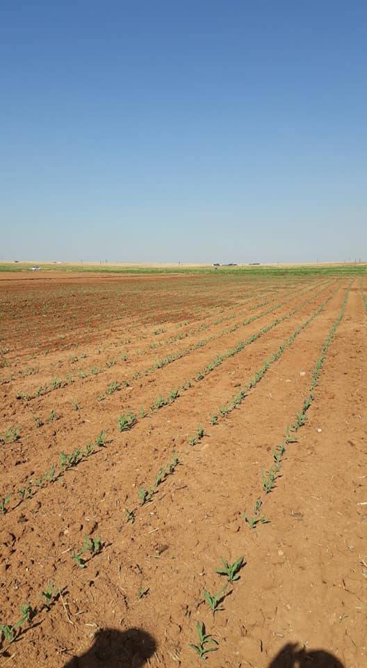 Akçakale Uğurhan Köyü Resimleri 3