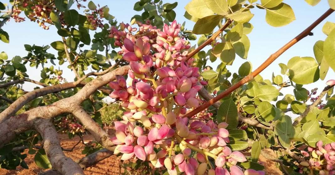 Akçakale Yağmuralan Köyü Resimleri 3