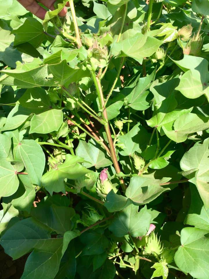 Akçakale Yazlıca Köyü Resimleri 1