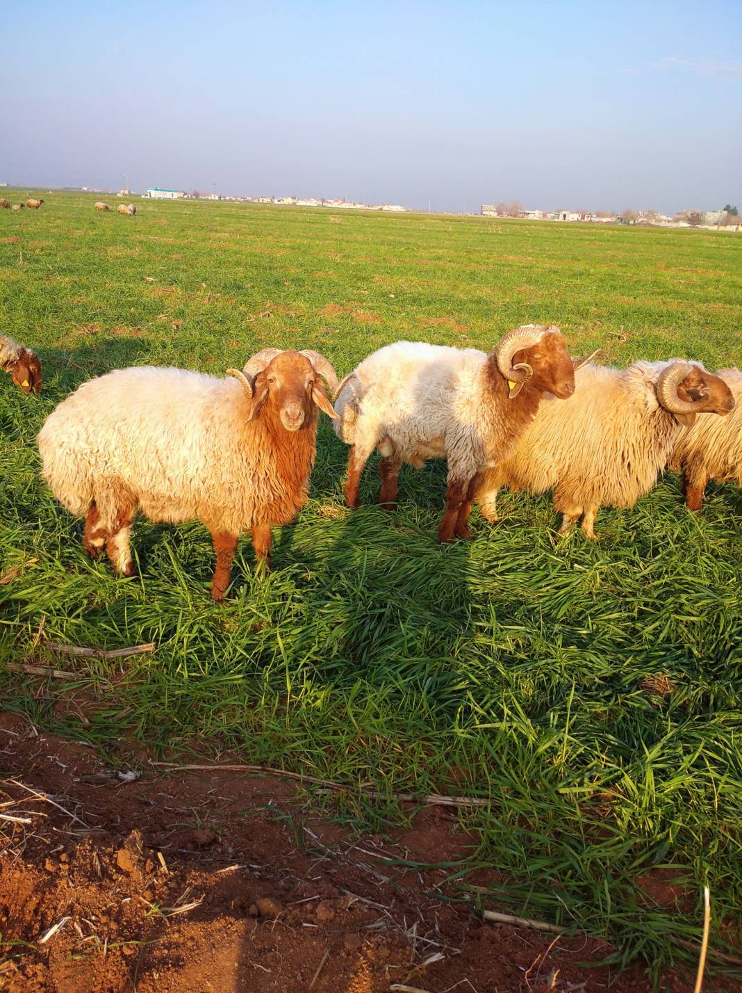 Akçakale Yazlıca Köyü Resimleri 3