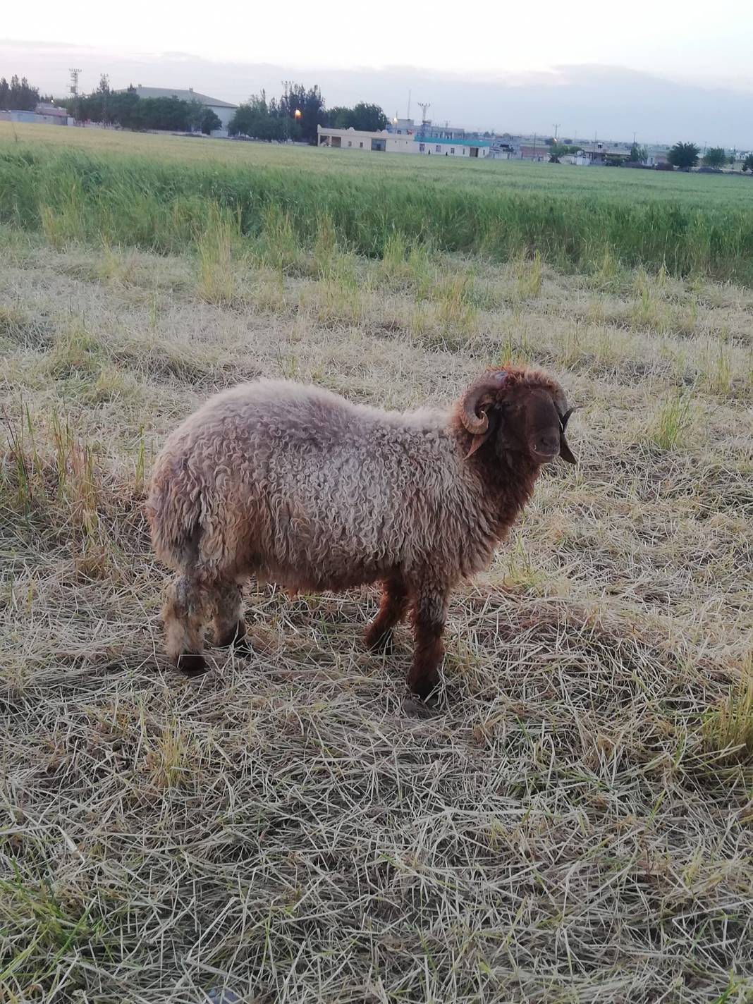 Akçakale Yazlıca Köyü Resimleri 4