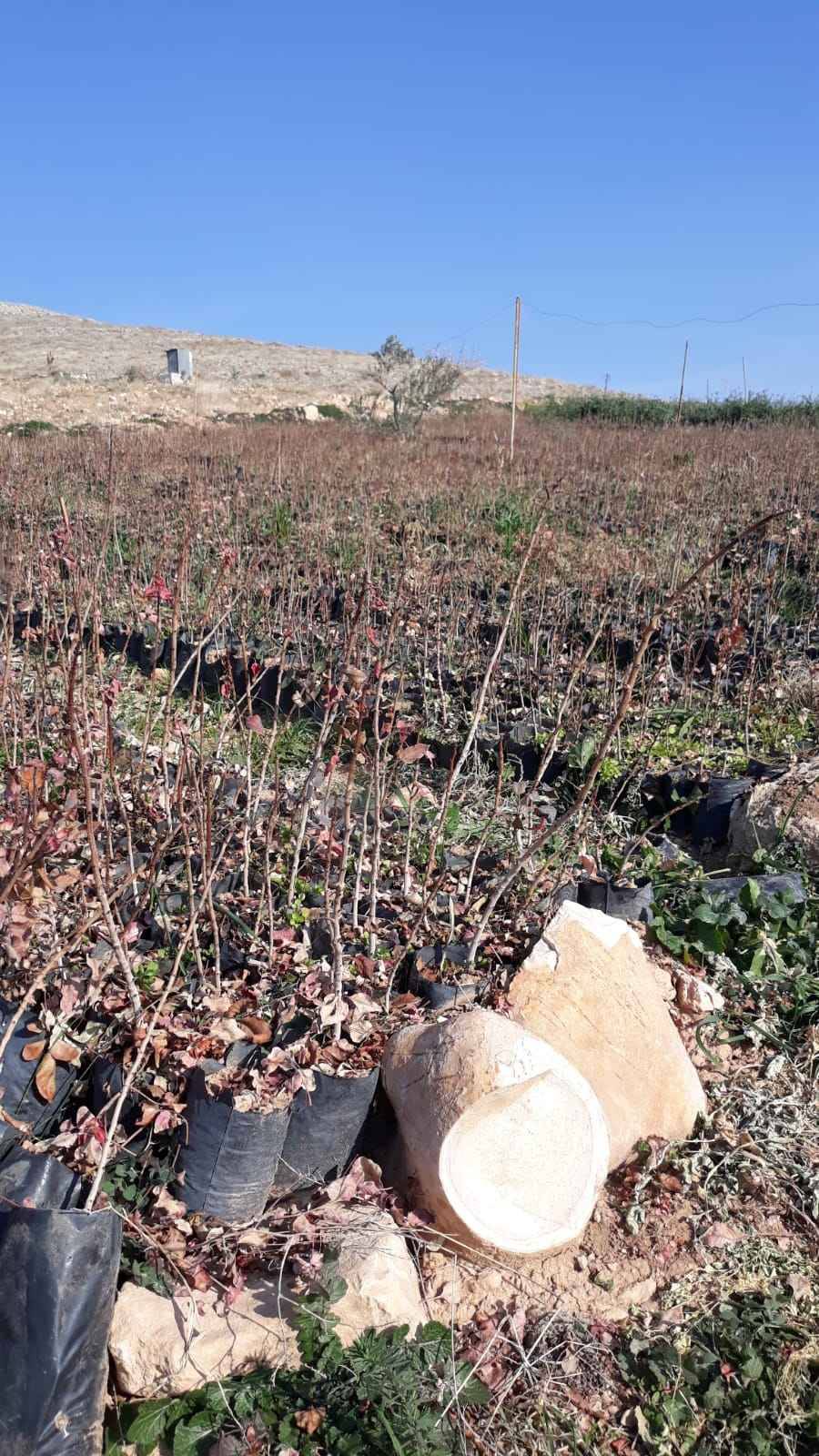 Birecik Altınova  Köyü Resimleri 2