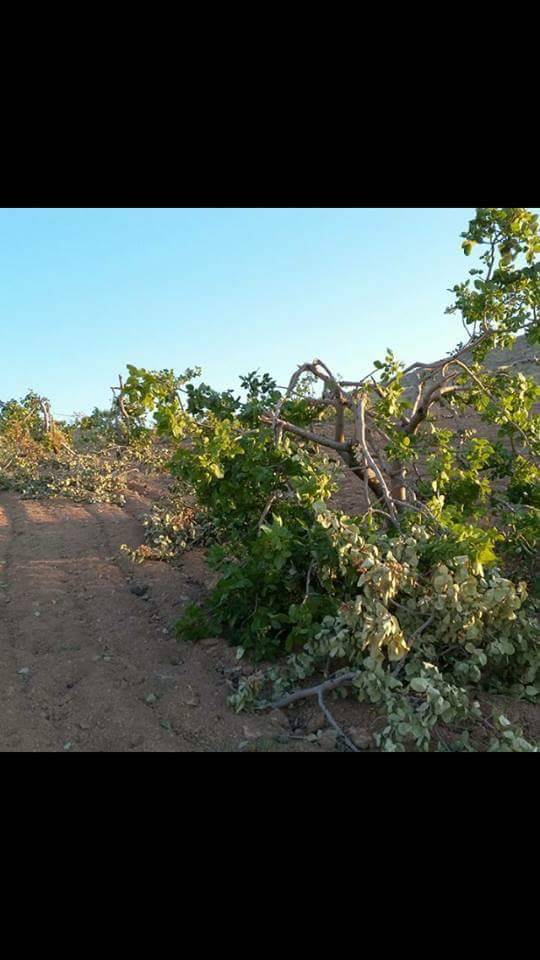 Birecik Bağlarbaşı Köyü Resimleri 3