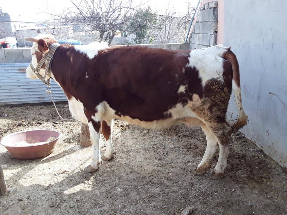 Birecik Bentbahçesi Köyü Resimleri 1
