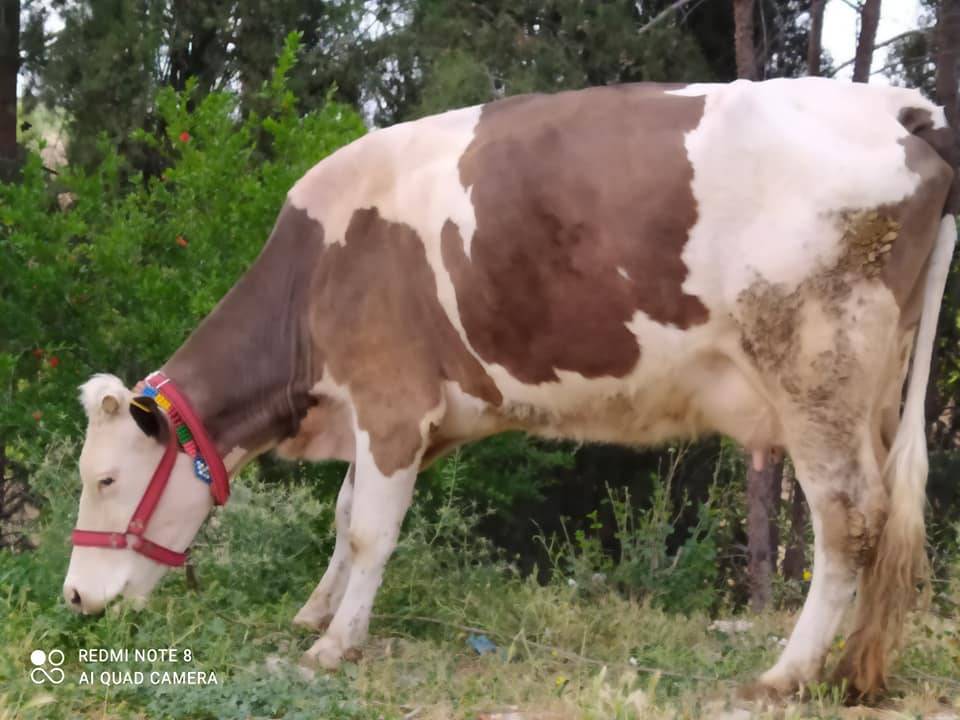 Birecik Bentbahçesi Köyü Resimleri 2