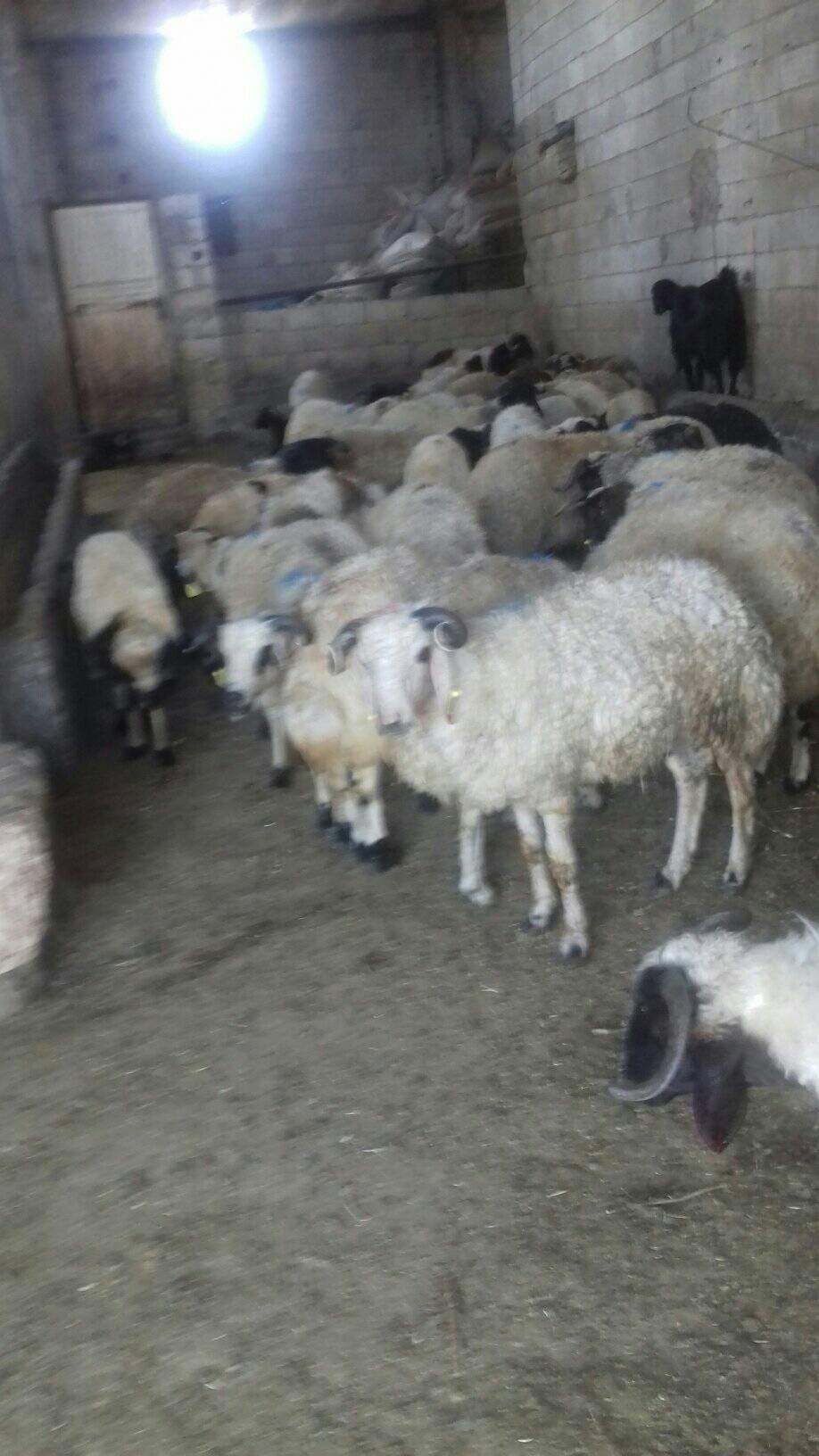 Birecik Böğürtlen Köyü Resimleri 3