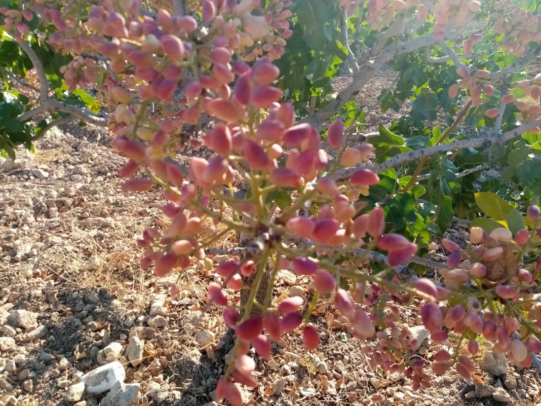 Birecik Düzlüce Köyü Resimleri 1