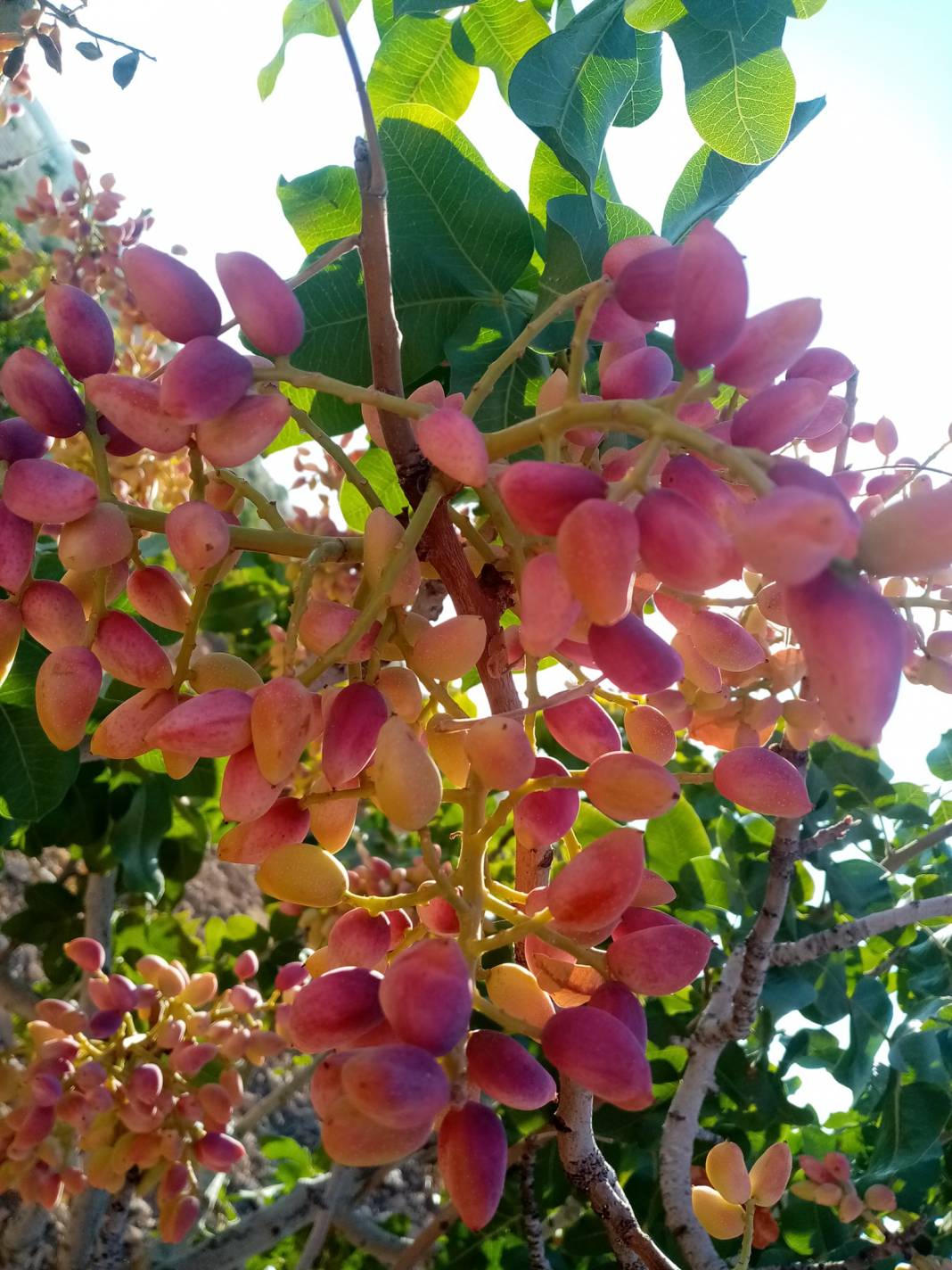 Birecik Düzlüce Köyü Resimleri 2