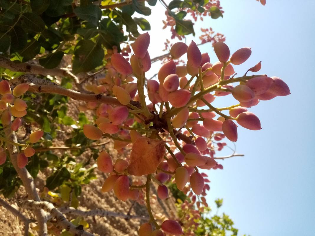 Birecik Düzlüce Köyü Resimleri 3