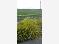 Aziziye Ömertepe Köyü Resimleri 1