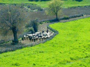 Afyon Evciler Altınova Köyü Resimleri