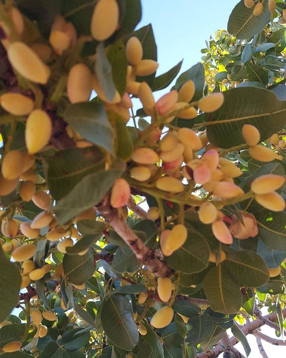 Birecik Günışığı Köyü Resimleri 2