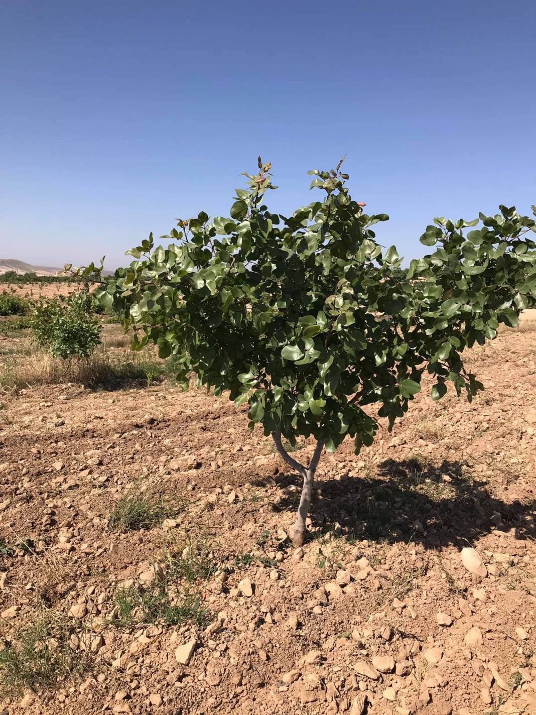 Birecik Ortafatmacık Köyü Resimleri 1