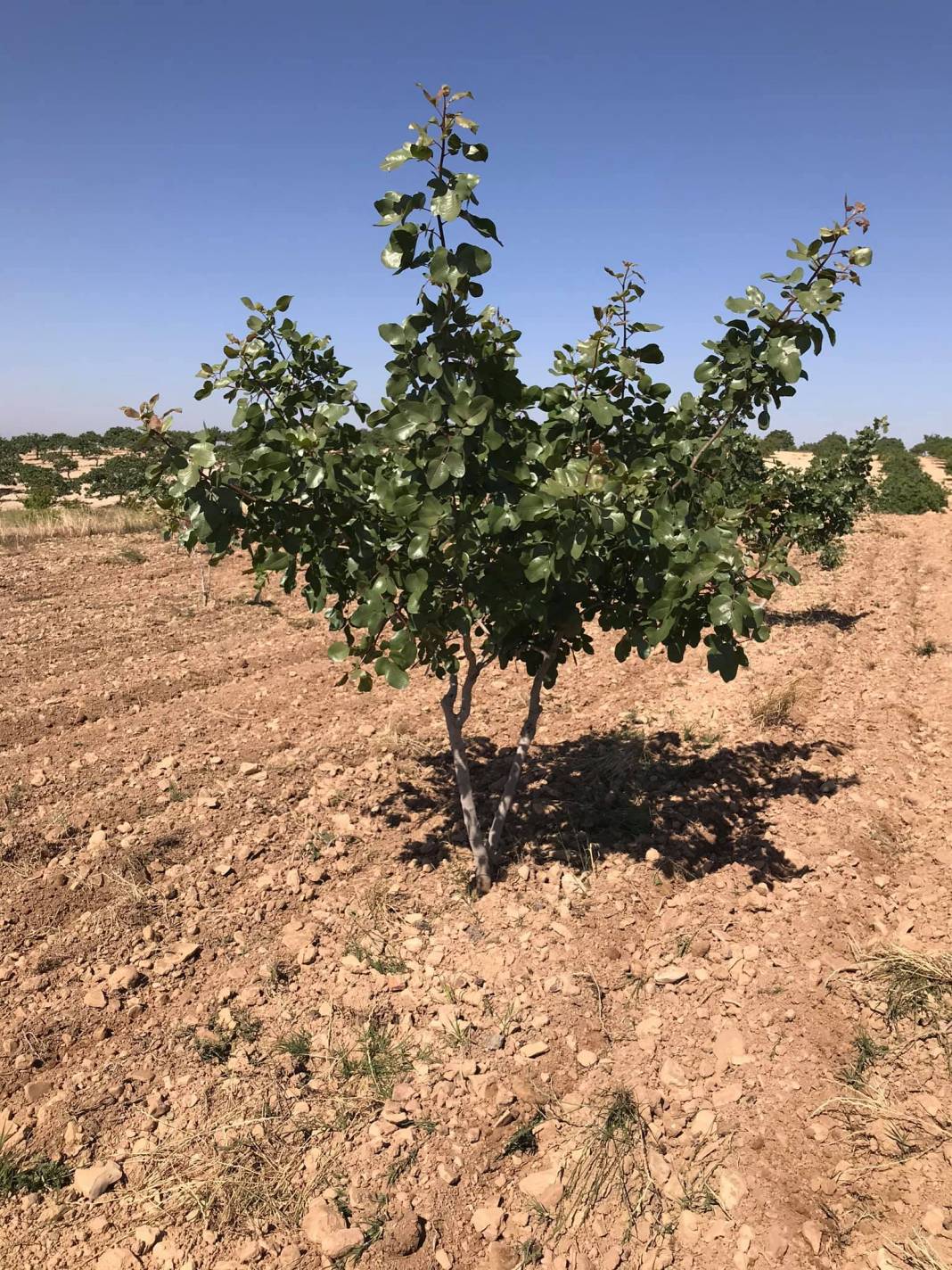 Birecik Ortafatmacık Köyü Resimleri 2