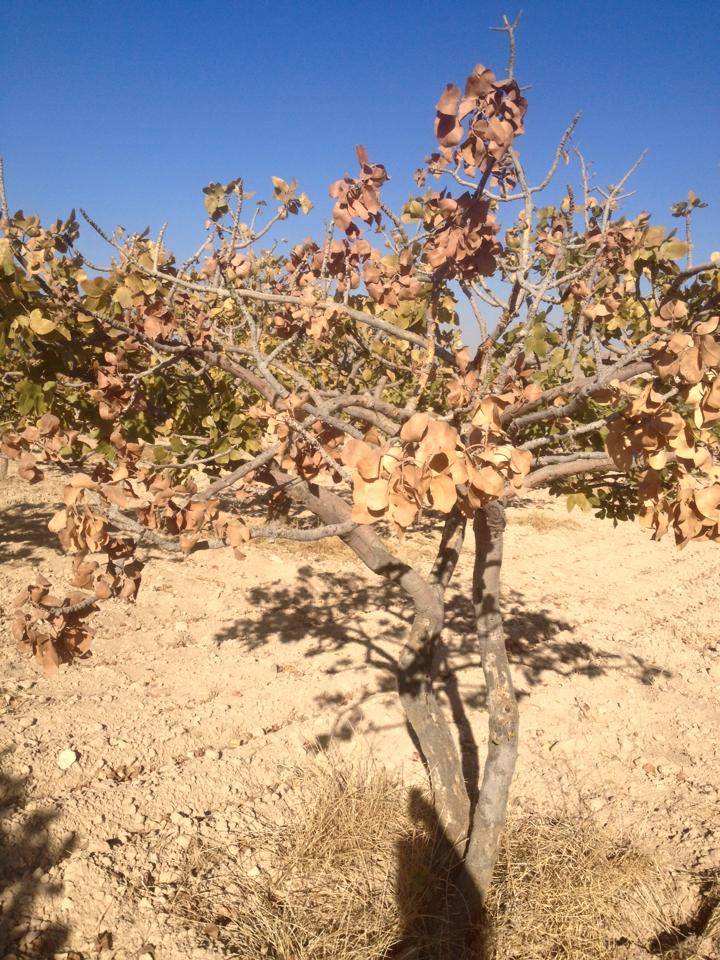 Birecik Tüten Köyü Resimleri 2