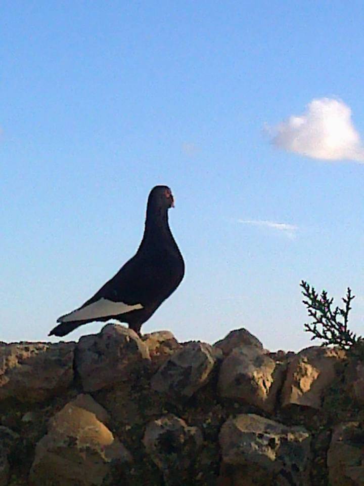 Birecik Tüten Köyü Resimleri 3