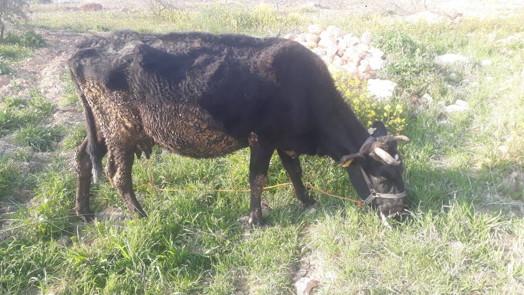 Birecik Yaylacık Köyü Resimleri 3