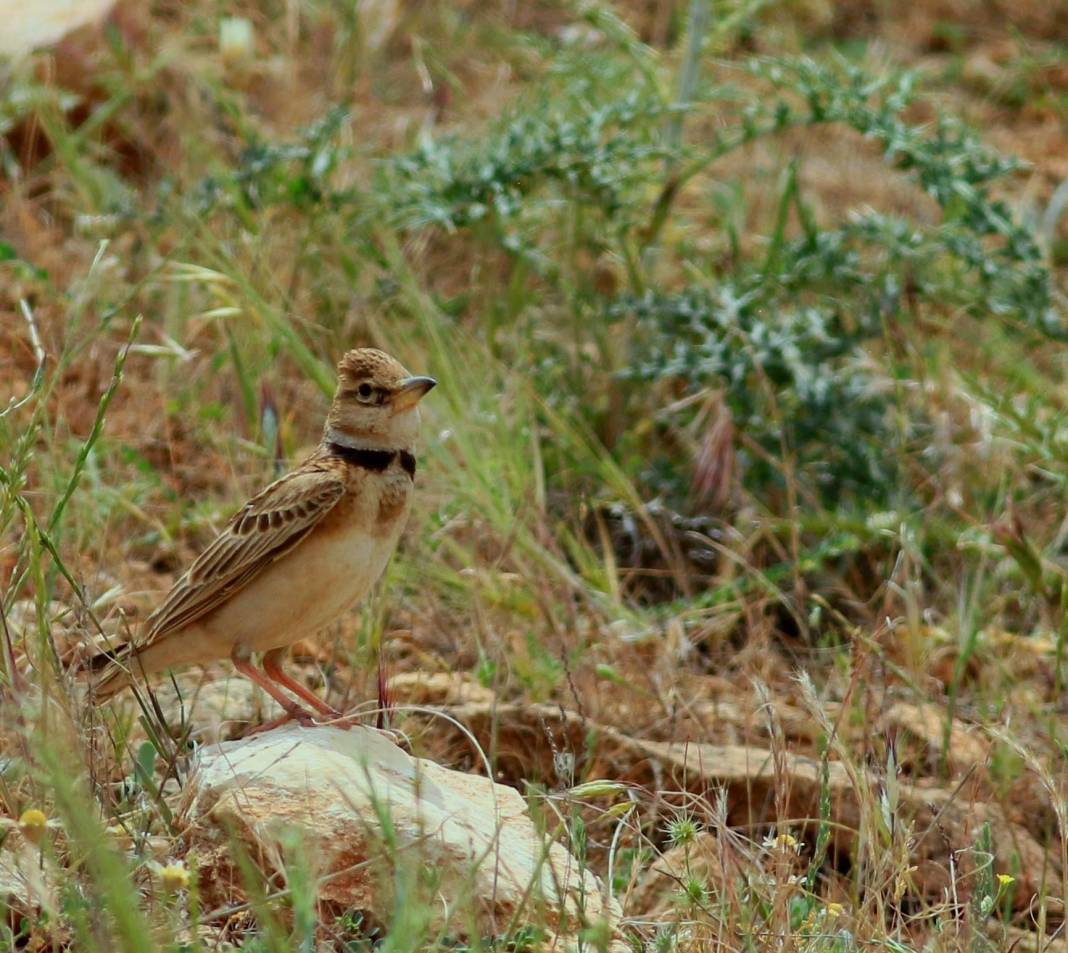 Birecik Yeniakpınar Köyü Resimleri 1