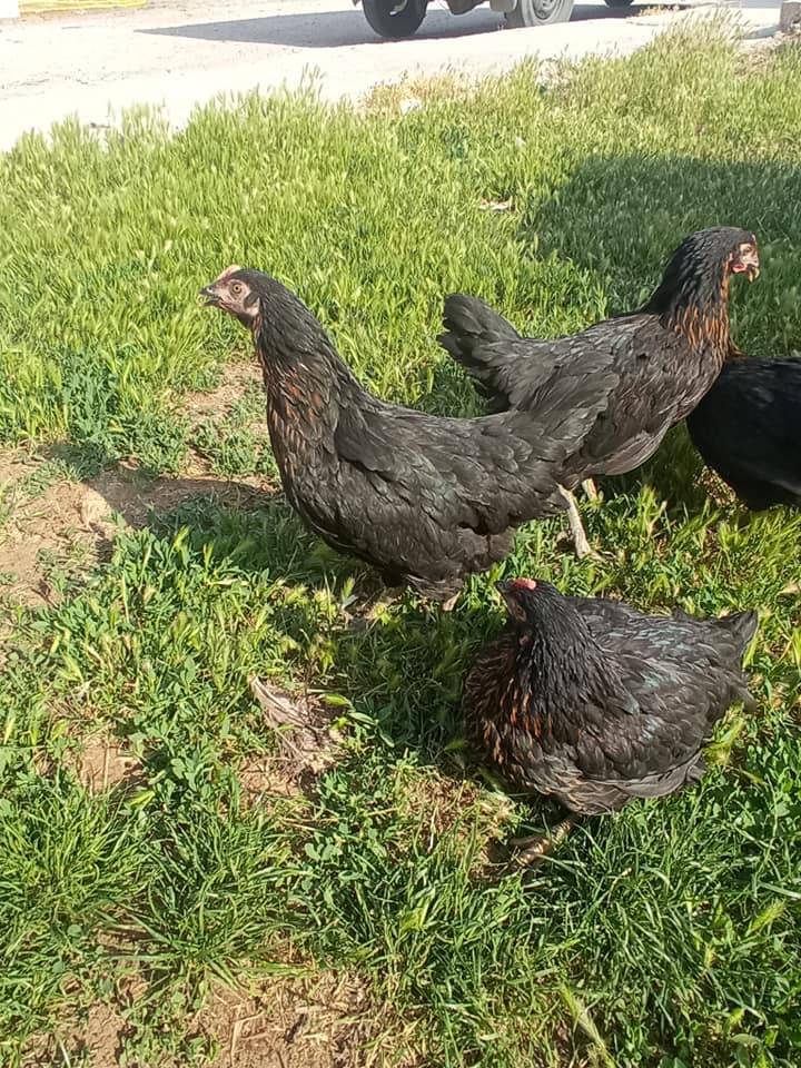 Birecik Yılmaz Köyü Resimleri 1