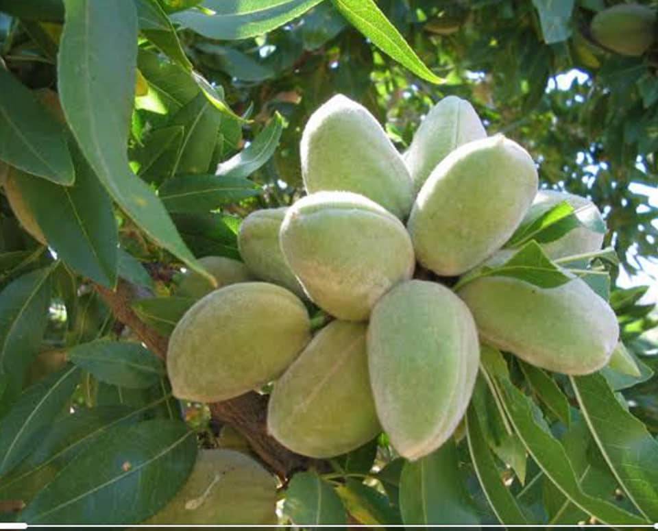 Birecik Yukarıhabib Köyü Resimleri 1