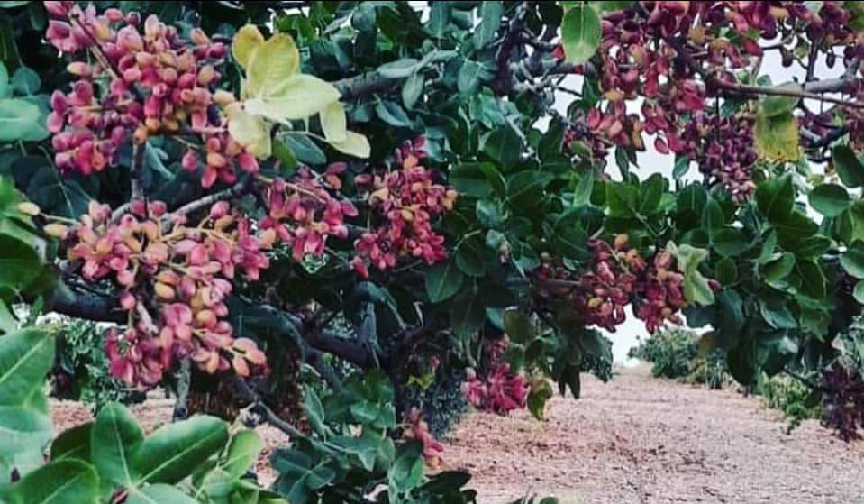 Birecik Yukarıhabib Köyü Resimleri 2