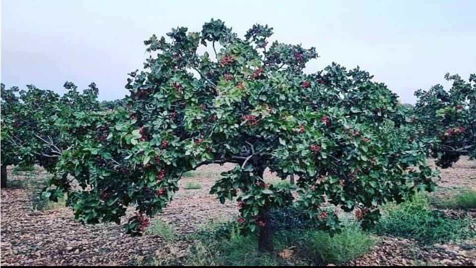 Birecik Yukarıhabib Köyü Resimleri 4