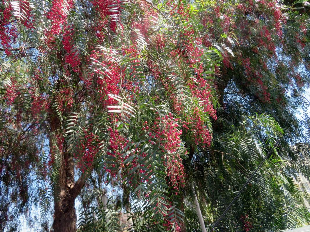 Birecik Yukarıkarabaş Köyü Resimleri 2