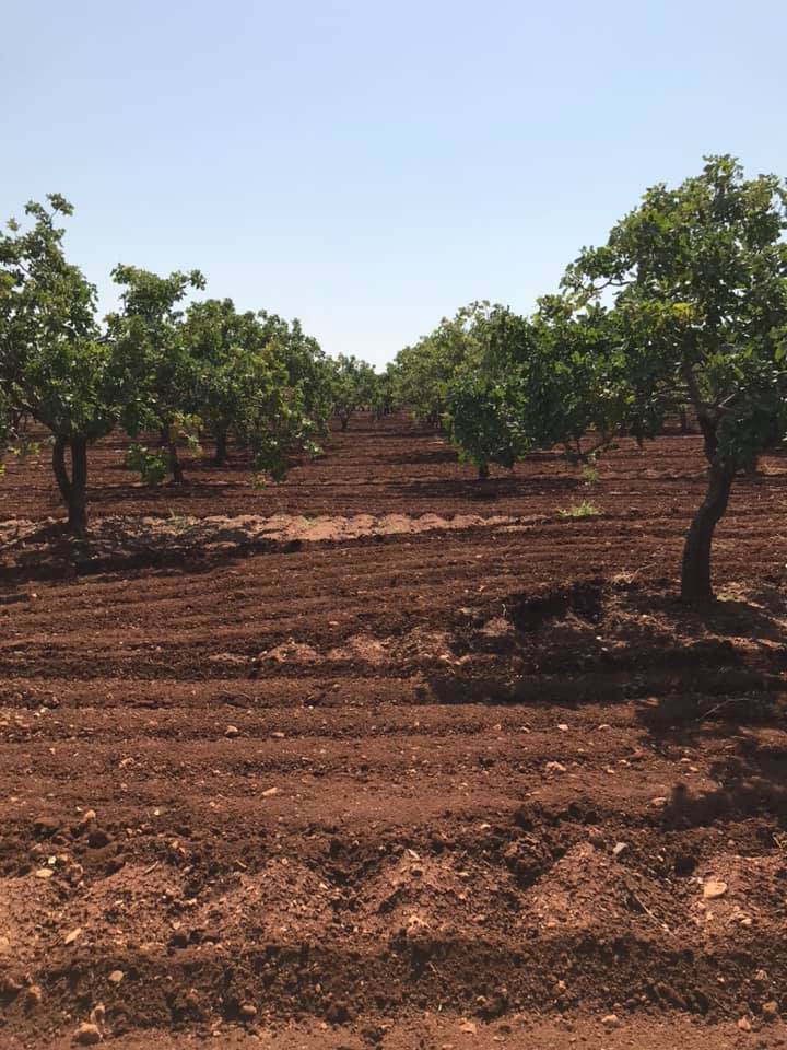 Bozova  Altınlı Köyü Resimleri 4