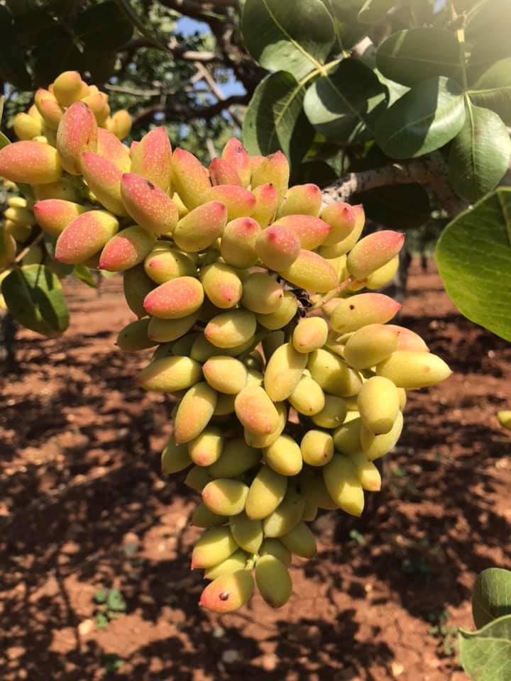 Bozova  Altınlı Köyü Resimleri 5