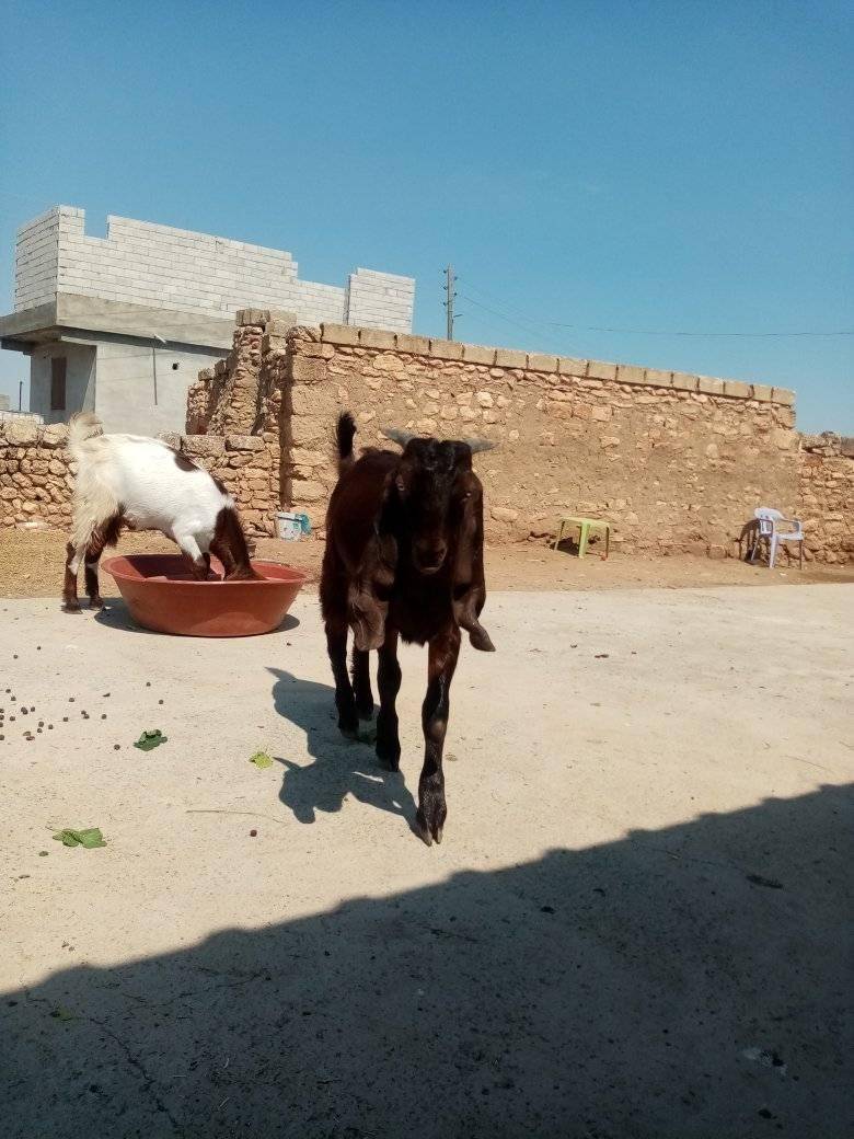 Bozova Argıncık Köyü Resimleri 1