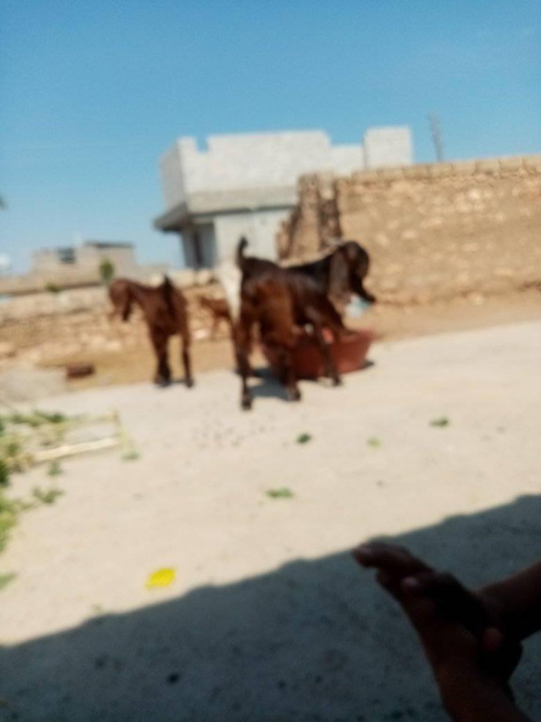 Bozova Argıncık Köyü Resimleri 2