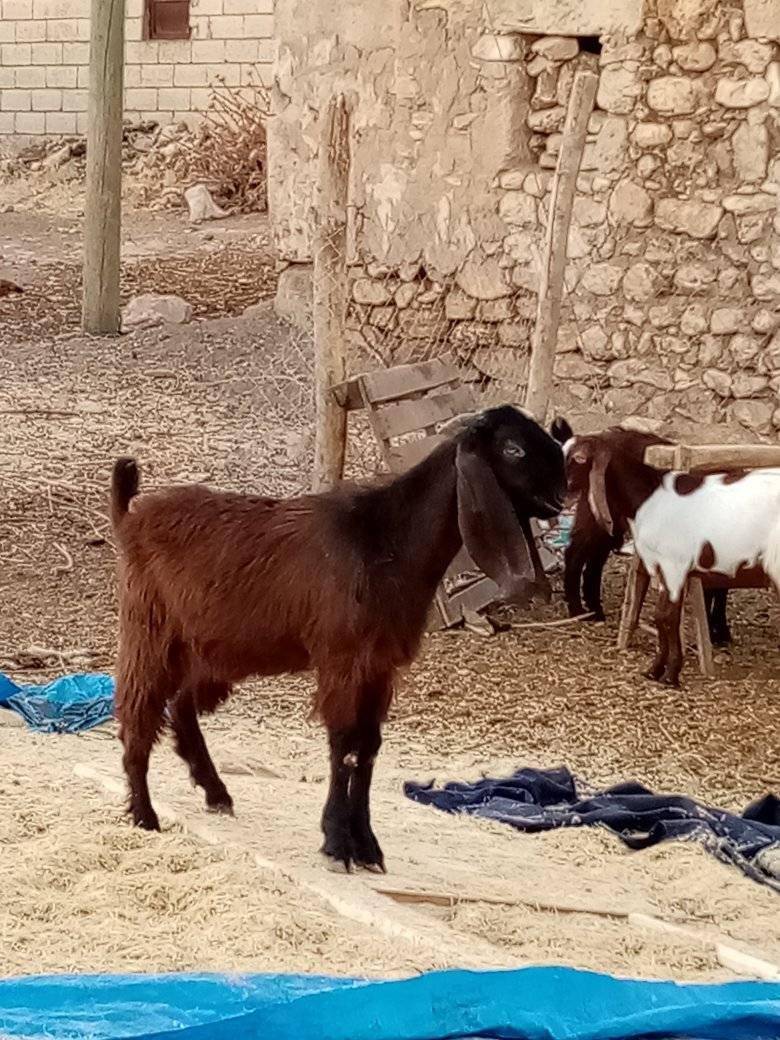 Bozova Argıncık Köyü Resimleri 3