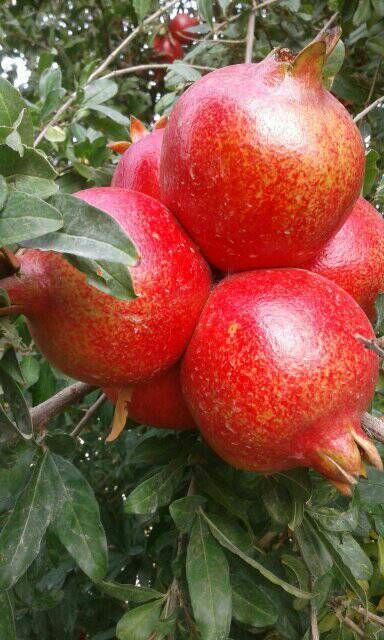 Bozova Bağlıca Köyü Resimleri 2