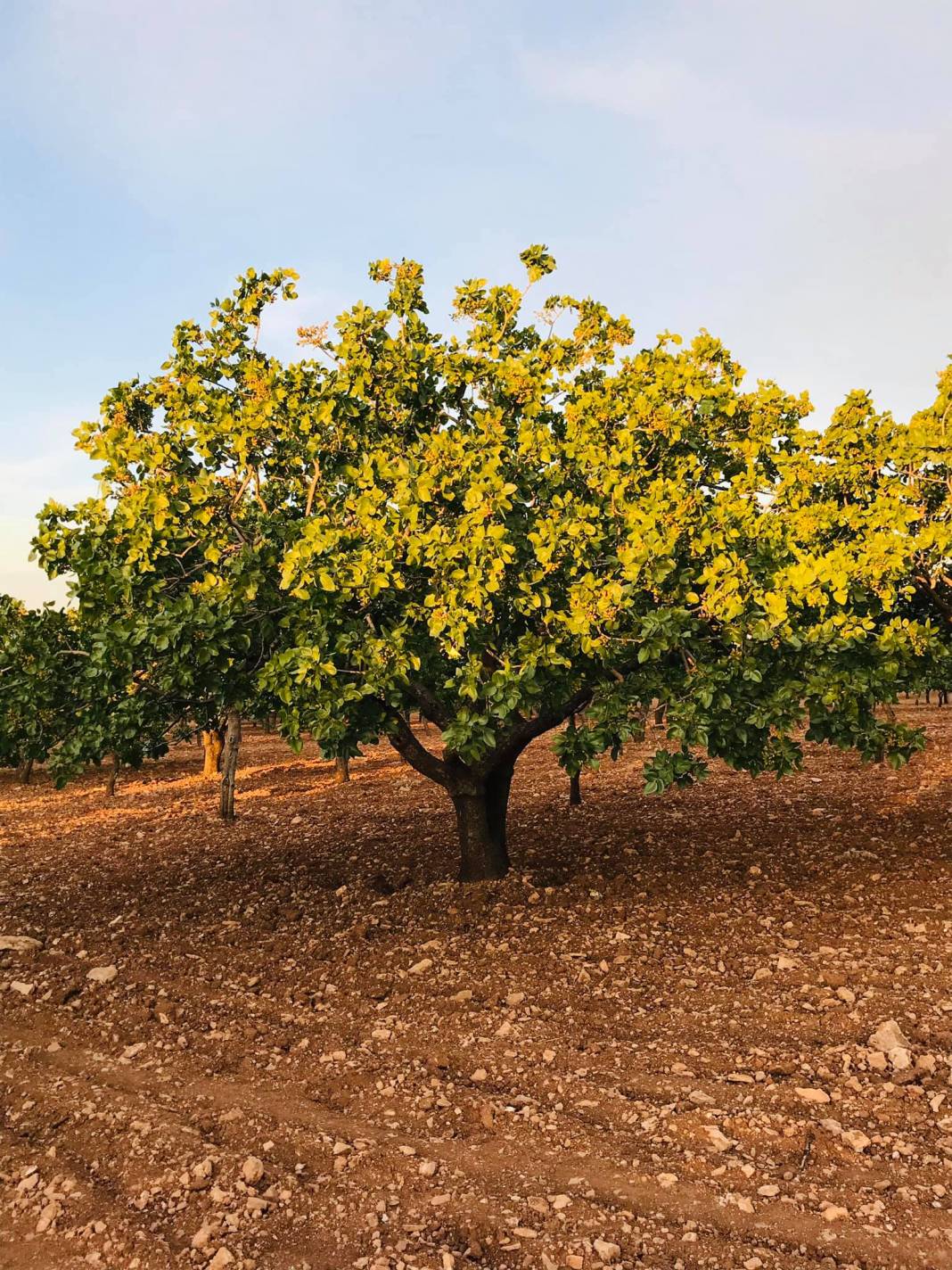 Bozova Boztepe Köyü Resimleri 2