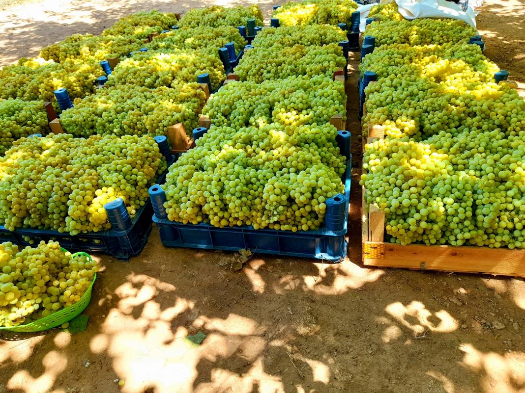 Bozova Boztepe Köyü Resimleri 4