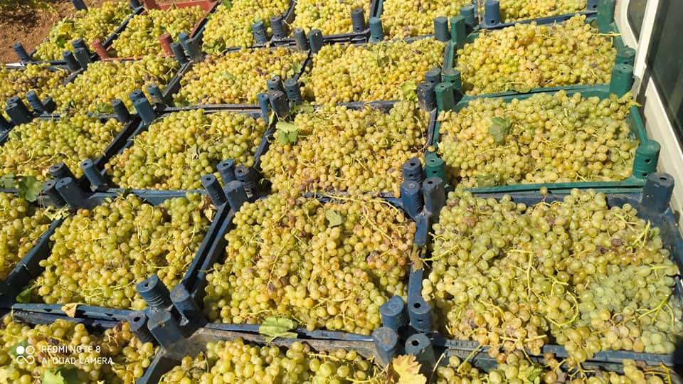 Bozova Budaklı Köyü Resimleri 3