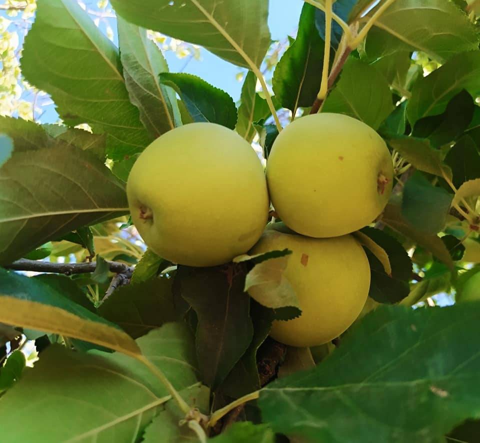 Bozova Çakmaklı Köyü Resimleri 2