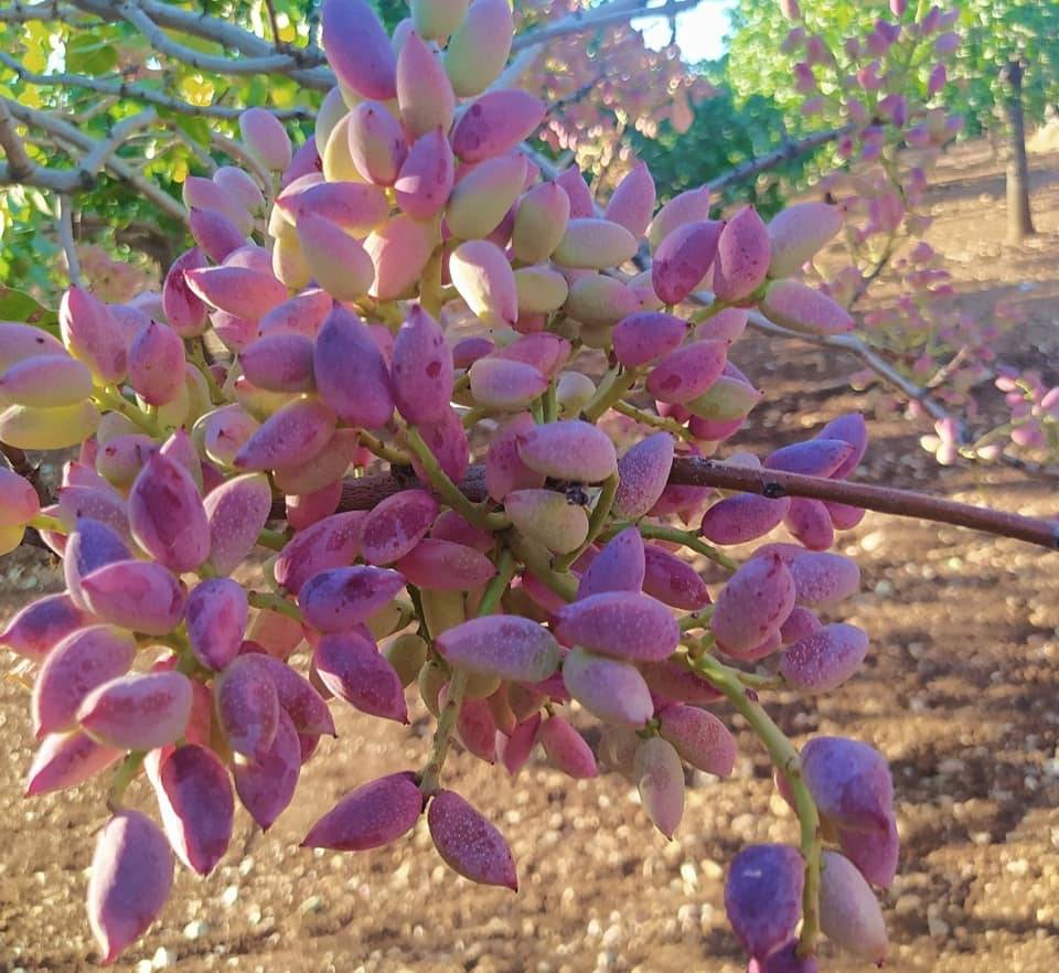 Bozova Çakmaklı Köyü Resimleri 3