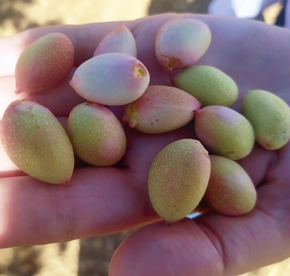 Bozova Dutluca  Köyü Resimleri 4